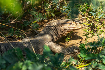 A monitor hiding under a tree