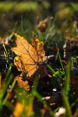 yellow autumn leaf on grass