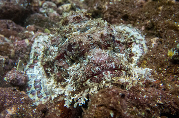 Fototapeta na wymiar Stone Scorpionfish (Scorpaena plumieri mystes) sits camouflaged on the rocky reef, also known as the Pacific Spotted Scorpionfish