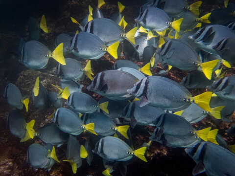 school of Razor Surgeonfish, Puerto Egas, Santiago Island, Galapagos