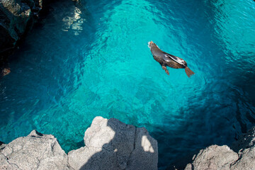 Fototapeta na wymiar fur seal swimming in the grotto, Santiago Island, Galapagos