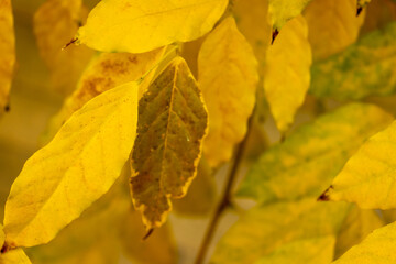 Autumn natural leaves background. Orange leaves pattern. Abstract autumn frame. november texture