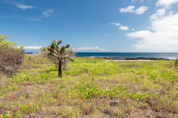 prickly pear cactus tree, coastline of Santiago, Galapagos