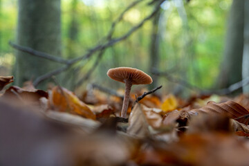 Mushroom in a lush forest waiting to be picked for foraging