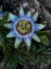 flower of a flower of a flower