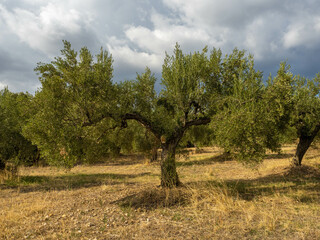 trees in region