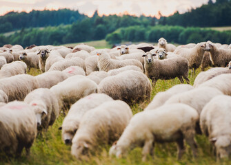 Herd of sheep on beautiful mountain meadow. 