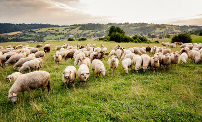 Herd of sheep on beautiful mountain meadow. 