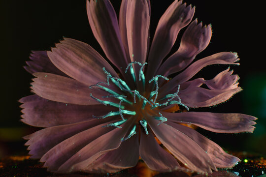 Floration Bilder – Durchsuchen 111 Archivfotos, Vektorgrafiken und ...