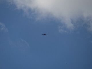 birds flying in the sky