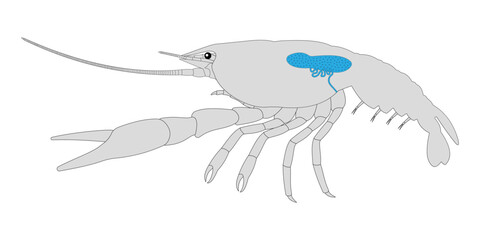 Male Reproductive System of the Crayfish