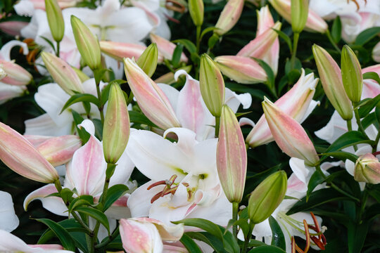 White pink lilies. Lilium 'Zambezi' or "Zambesi' in the garden after the rain. Ukraine.