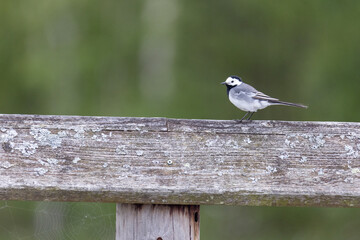 wildlife in Lille Vildmose nature reserve