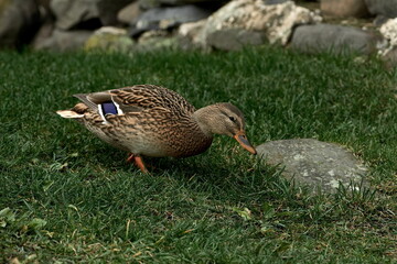 Common duck on green grass