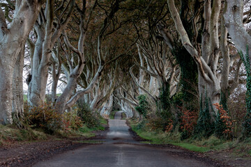 The Dark Edges tree tunnel. Game of Thrones location in Ballymoney, Northern Ireland