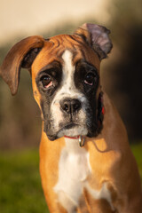 Beautiful Boxer Dog sitting in colorful autumn grass.