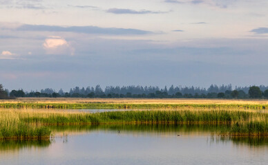 Fototapeta na wymiar landscape of Lille Vildmose nature reserve