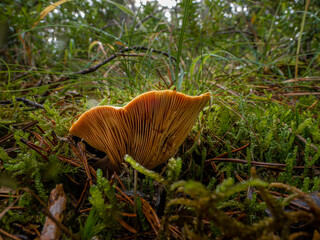 mushroom in the forest