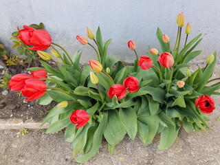 Natura © Rik De Santis