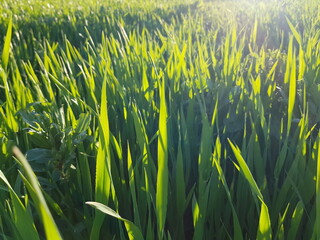 Ambiente Natura © Rik De Santis