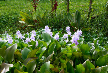 Obraz premium Violet blooming lilies