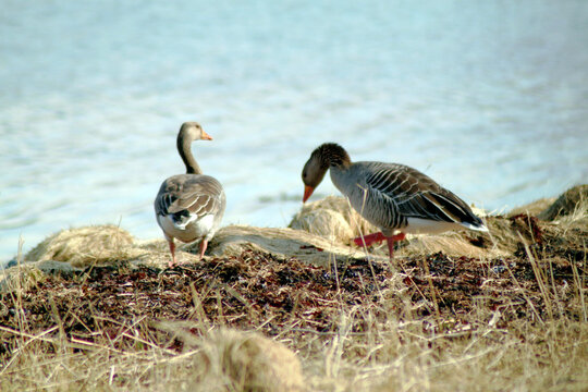 country goose on the shore