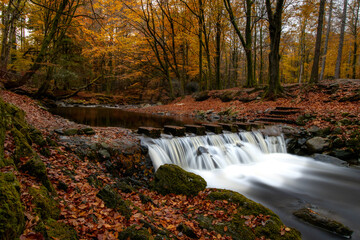 Tollymore forest park stepping stones in autumn. Newcastle, Northern Ireland