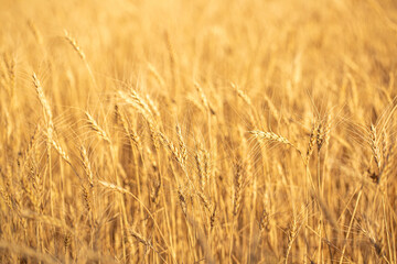 Wheat field on a sunny day. Grain farming, ears of wheat close-up. Agriculture, growing food products.