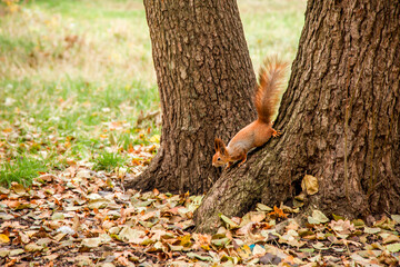 Fluffy squirrel jumping through the autumn trees