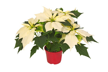 Poinsettia au feuillage blanc