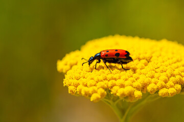 Red beautiful beetle on a yellow flower. The common red soldier beetle Rhagonycha fulva, also misleadingly known as the bloodsucker beetle, is a species of soldier beetle Cantharidae.