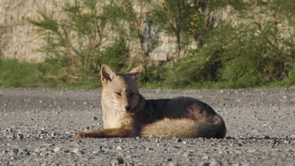 Red fox in Argentine Patagonia. Sunbathing next to the route of the 7 lakes.