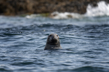 Obraz premium Grey seal near the Scotland coast. Seal on the scotland coast. Nature in Europe. Marine life in the Baltic sea.