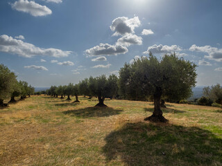 landscape with trees and clouds
