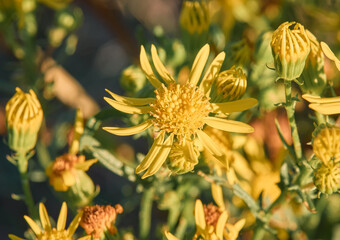 Macro natural background, of yellow flowers called olive grove (Dittrichia viscosa). flowering plant belonging to the Asteraceae family. © Helena GARCIA