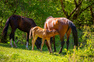A newborn foal sucks milk from a mother horse. A herd of horses graze in the meadow in summer and spring, the concept of cattle breeding, with space for text.
