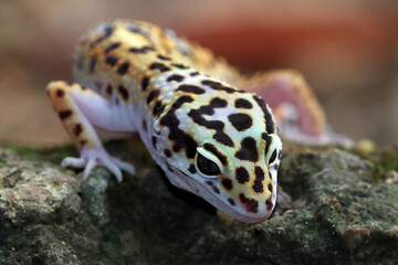 Leopard gecko closeup on coral stone, Leopard gecko front view, Leopard gecko closeup 
