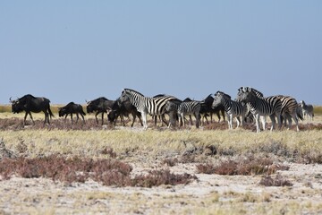 Tierherde (Zebras und Gnus) im Etoscha Nationalpark in Namibia. 