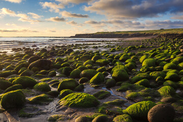 Stones covered with algae on the coast of the Atlantic Ocean at high tide at sunset