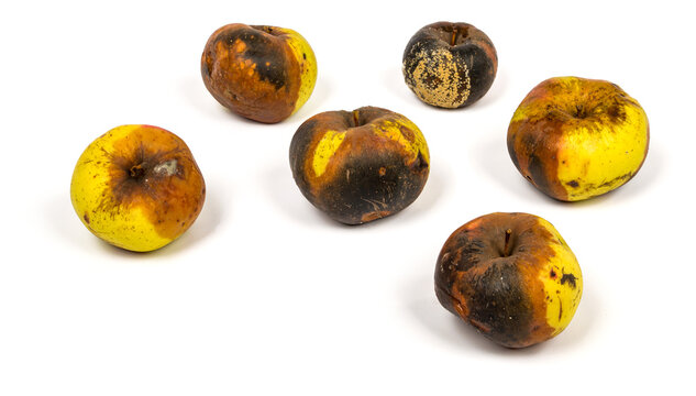 a group of whole yellow spoiled apples on a white background