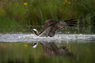 Osprey is hunting on the lake. Successful catch on the pond. Nature in Europe. Bird watching in Scotland nature.