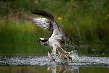 Osprey is hunting on the lake. Successful catch on the pond. Nature in Europe. Bird watching in Scotland nature.