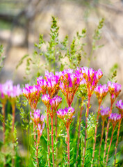 Fototapeta premium Spring flowers under the rays of sunlight. Lilac flower close-up. Beautiful landscape of nature. Hi spring. Beautiful flowers on a green meadow.