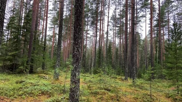 Coniferous forest with pines, firs, moss, forest plants. Nature and fresh air. Hiking, vacation and tourism concept. Screen saver.