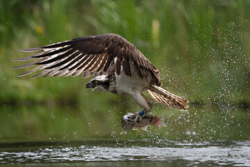 Osprey is hunting on the lake. Successful catch on the pond. Nature in Europe. Bird watching in Scotland nature.