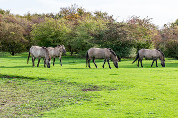 Naklejka na ściany i meble Herd of Polish Konik horses grazing on green meadow in Eijsder Beemden Nature Reserve, trees in background, thick mane and gray coat, sunny autumn day in Eijsden, South Limburg, Netherlands