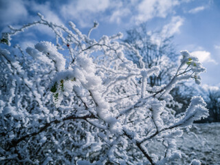 Branches Of A Bush Covered With Snow