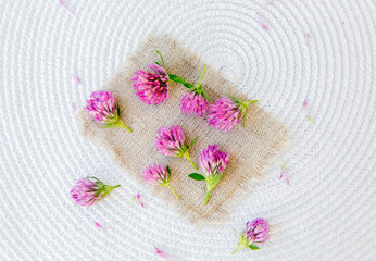Flat lay view of Trifolium pratense the red clover harvested flower heads on vintage cloth on white...