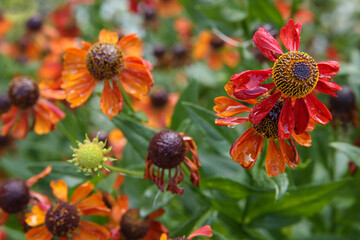 Wet flowers after rain. Helenium. Helenium autumnale. Helenium Konigstiger.