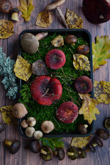 Forest mushrooms in green moss on wooden background. Vertical